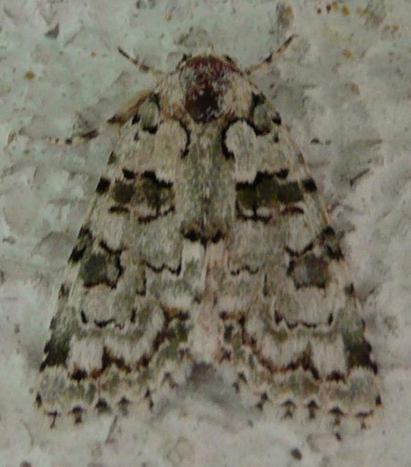 Cryphia muralis?